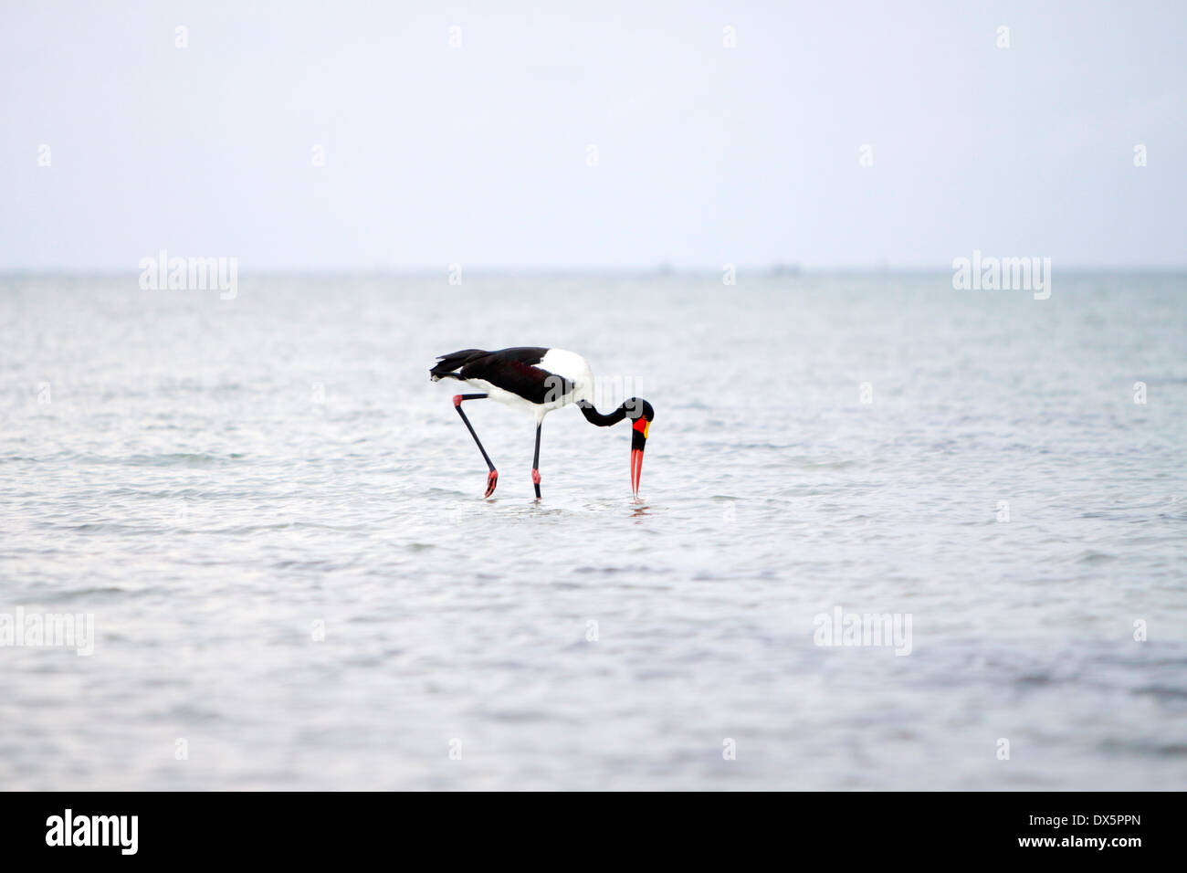 Exotischer Vögel ernähren sich während der Ebbe, Mosambik. Stockfoto