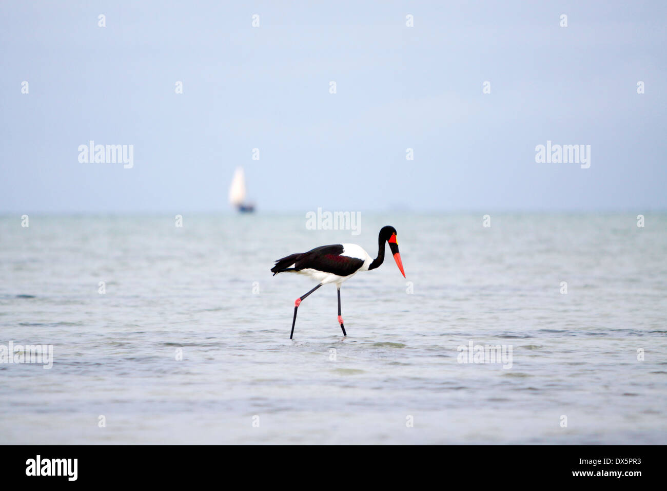 Exotischer Vögel ernähren sich während der Ebbe, Mosambik. Stockfoto