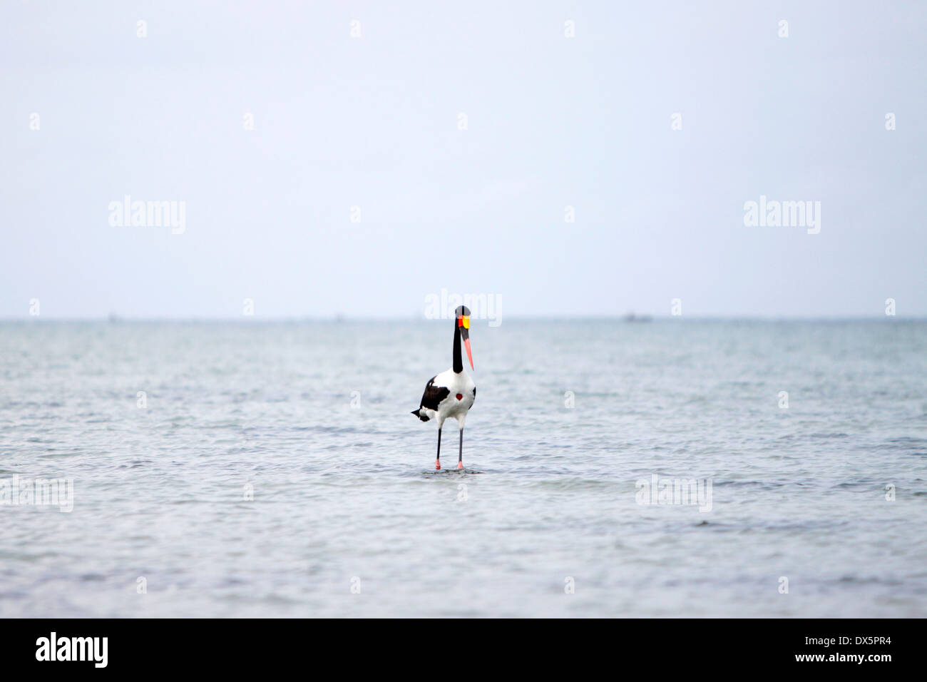 Exotischer Vögel ernähren sich während der Ebbe, Mosambik. Stockfoto