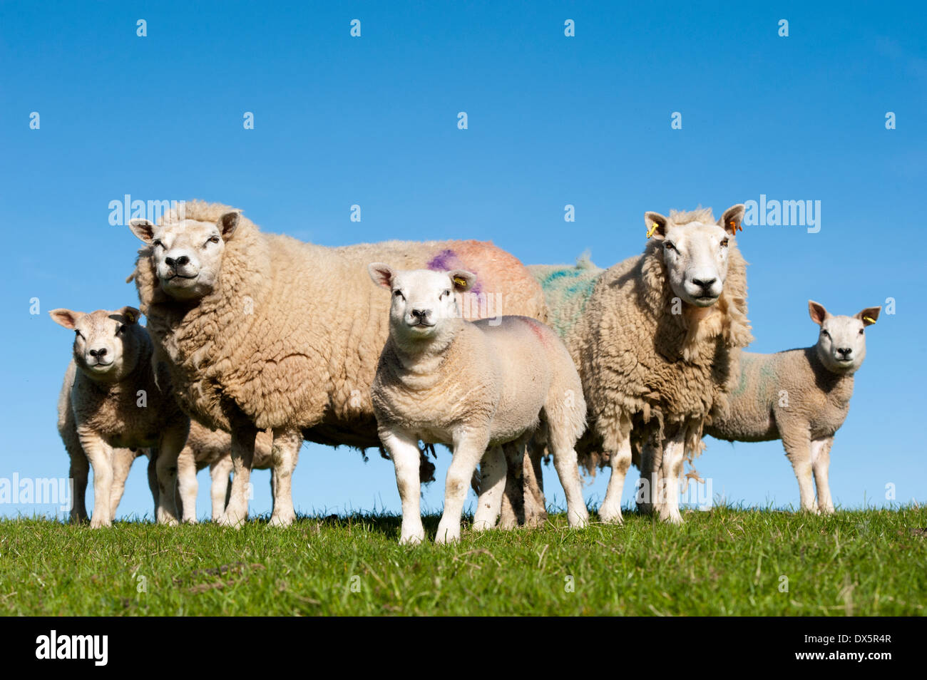 Crossbred Schafe und Lanbs auf der Weide. Cumbria, UK. Stockfoto