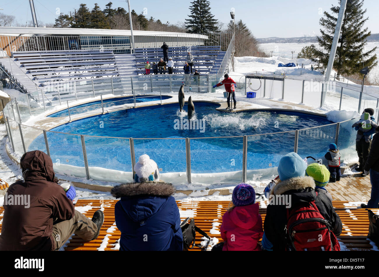 Eine Dichtung Training Show im Aquarium Québec, Québec (Stadt). Es war-17C. Stockfoto