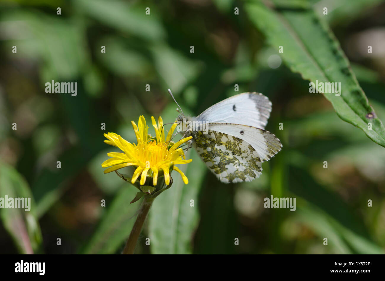 Weibliche Orange Tipp Schmetterling auf einem Löwenzahn blüht im Cumbrian Wiese Stockfoto