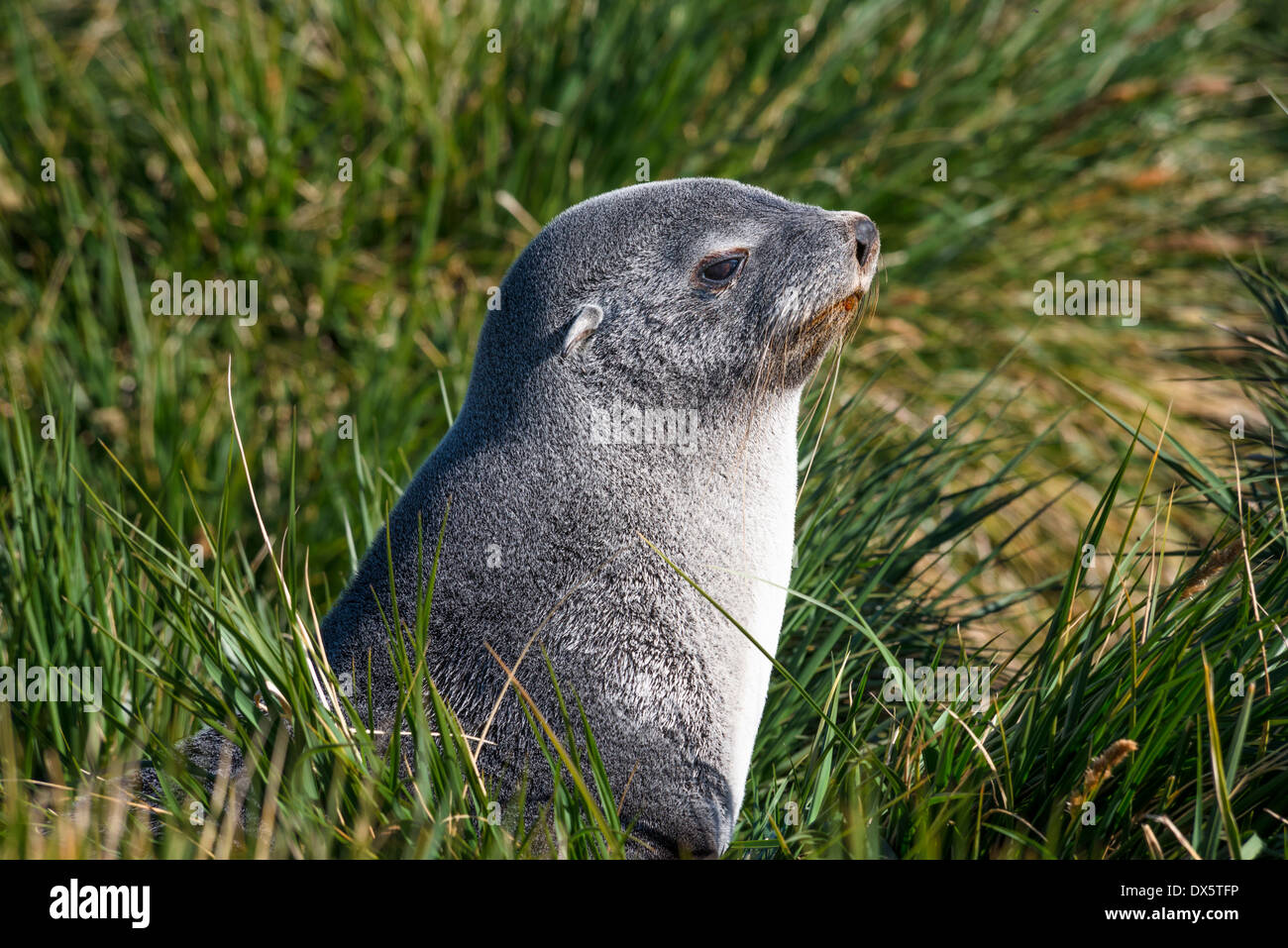 Seebär in Gräsern sitzen Stockfoto