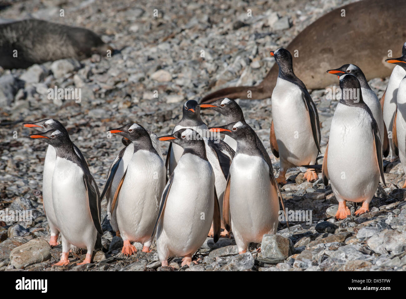 Herde von Gentoo Pinguine am Strand starrte in eine Richtung Stockfoto