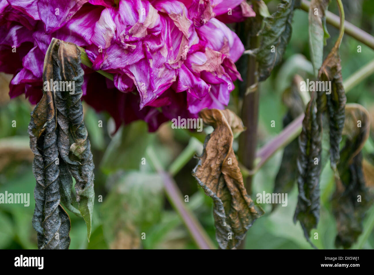 Dies ist ein Foto einer lila Blume Dahlie. Stockfoto