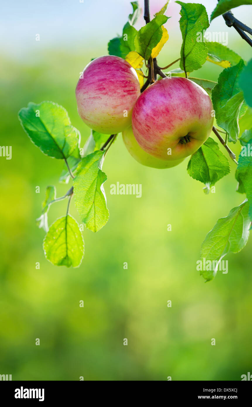 Apple-Früchte wachsen auf einem Apple-Ast Stockfoto