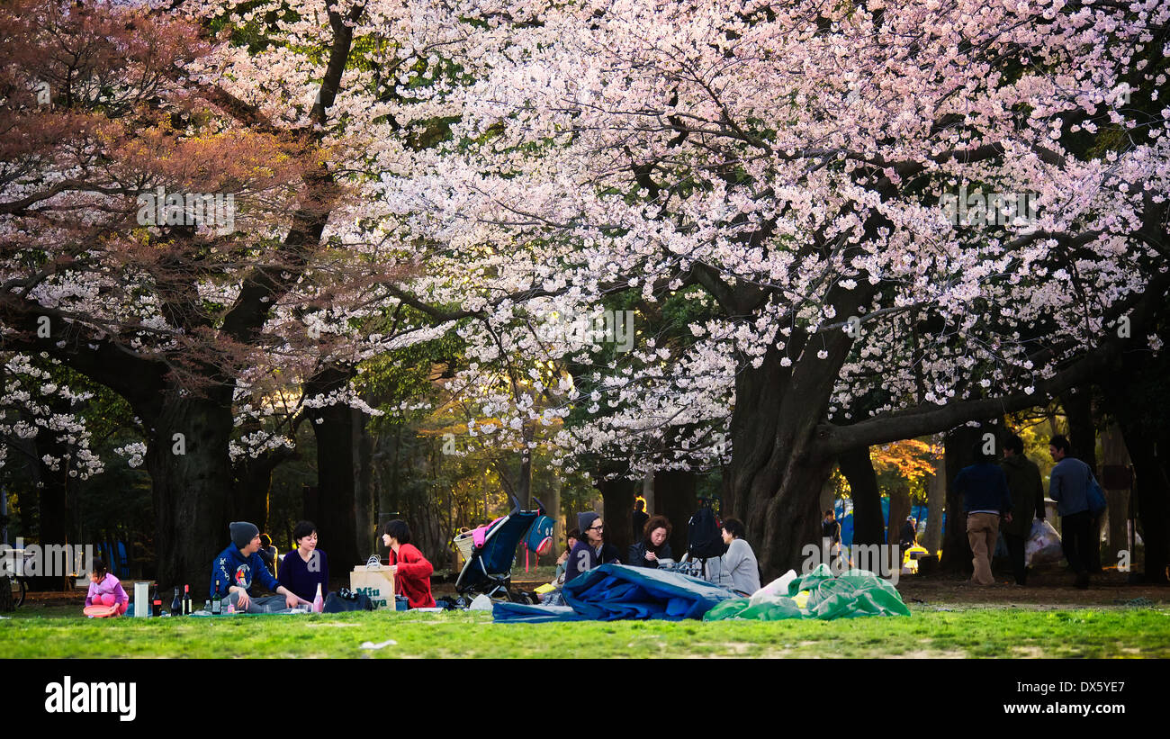 Voller Blüte Kirschblütenbäume im Yoyogi Park, Tokyo, mit lokalen japanischen Familien und Freunden ein Picknick unter den Bäumen Stockfoto