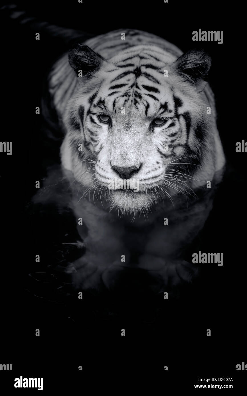 Weißer Tiger Stockfoto