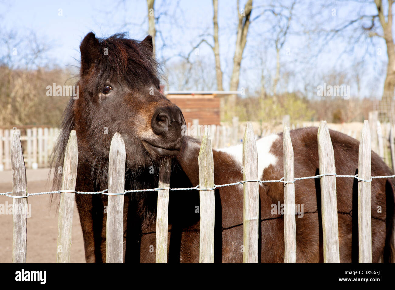 ein Shetlandpony steht am Zaun und schauen in die Kamera Stockfoto