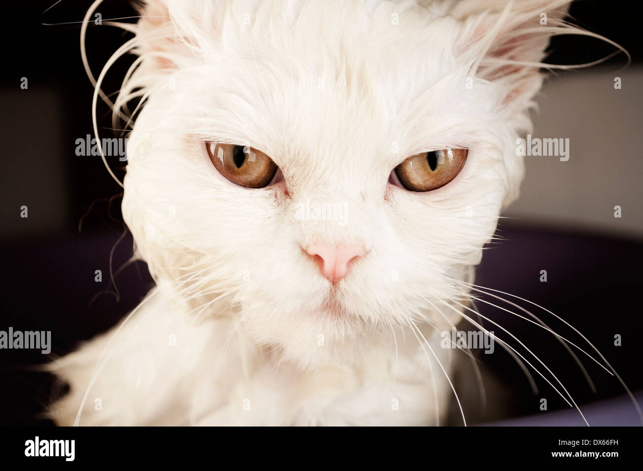 H ssliche Katze Stockfotos Und bilder Kaufen Alamy