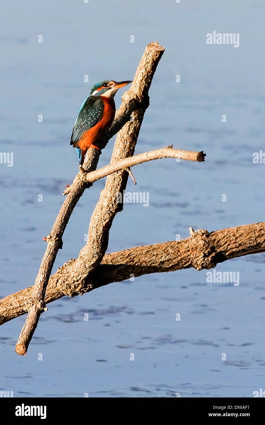 Eisvogel auf Rainham Sümpfe Stockfoto