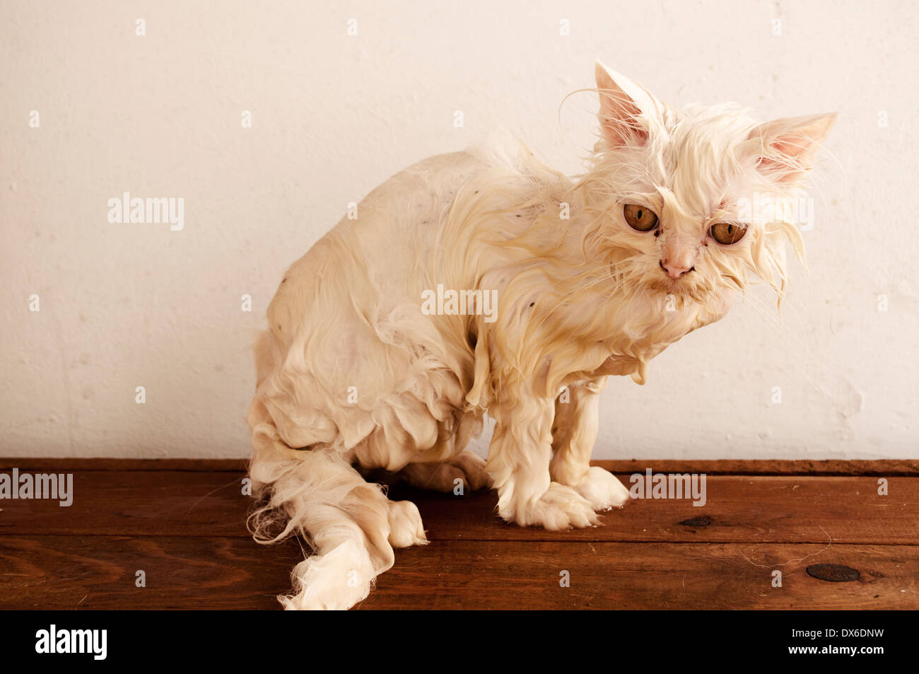 H ssliche Katze Fotos Und Bildmaterial In Hoher Aufl sung Alamy