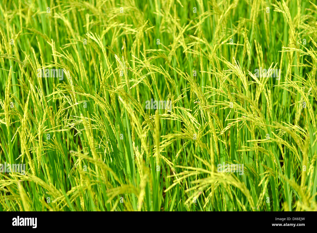 Reisfelder, Thailand Stockfoto