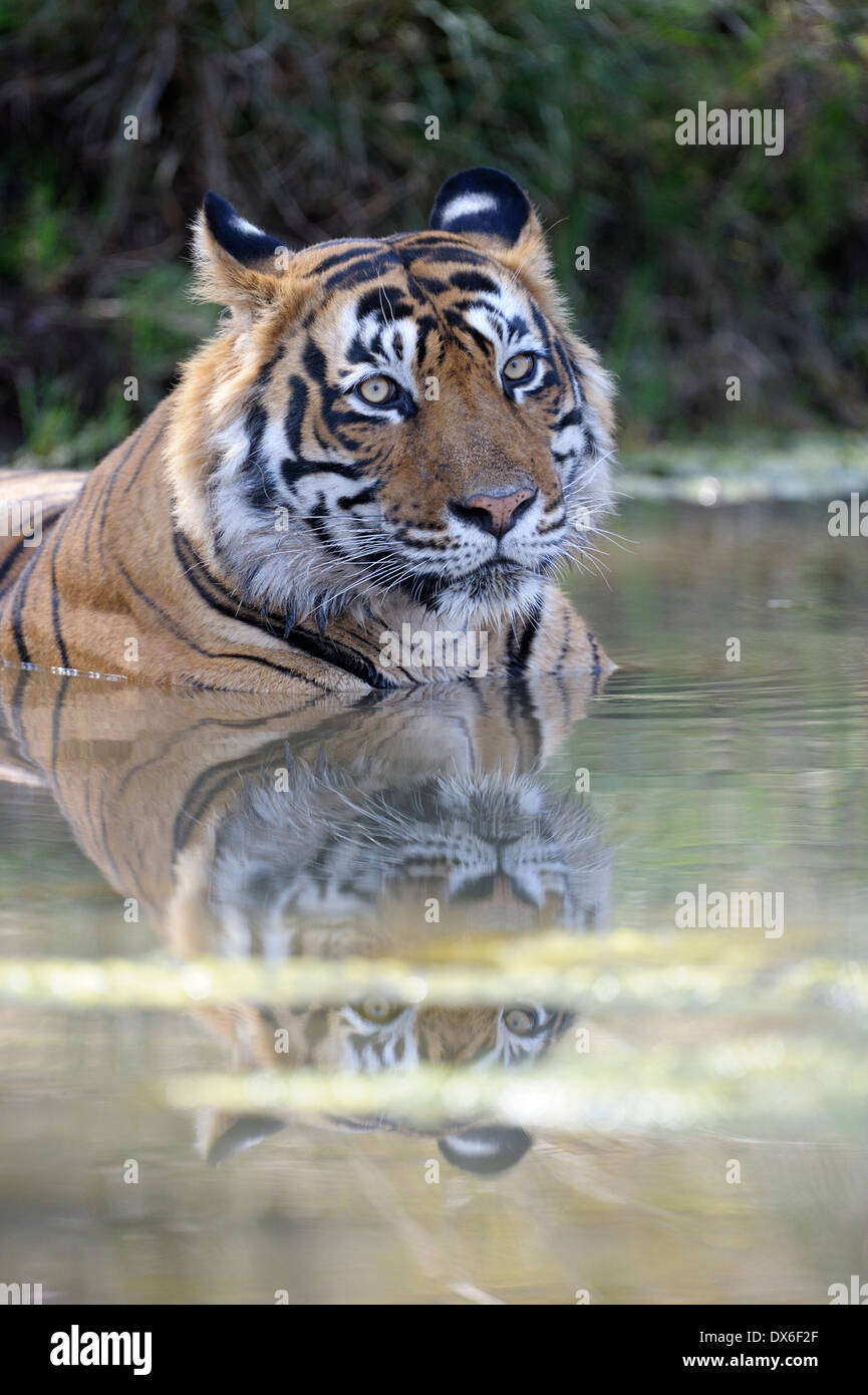 Bengal-Tiger (Panthera Tigris Tigris) liegend mit Spiegelbild im Wasser-Teich, Ranthambhore National Park, Rajasthan, Indien. Stockfoto