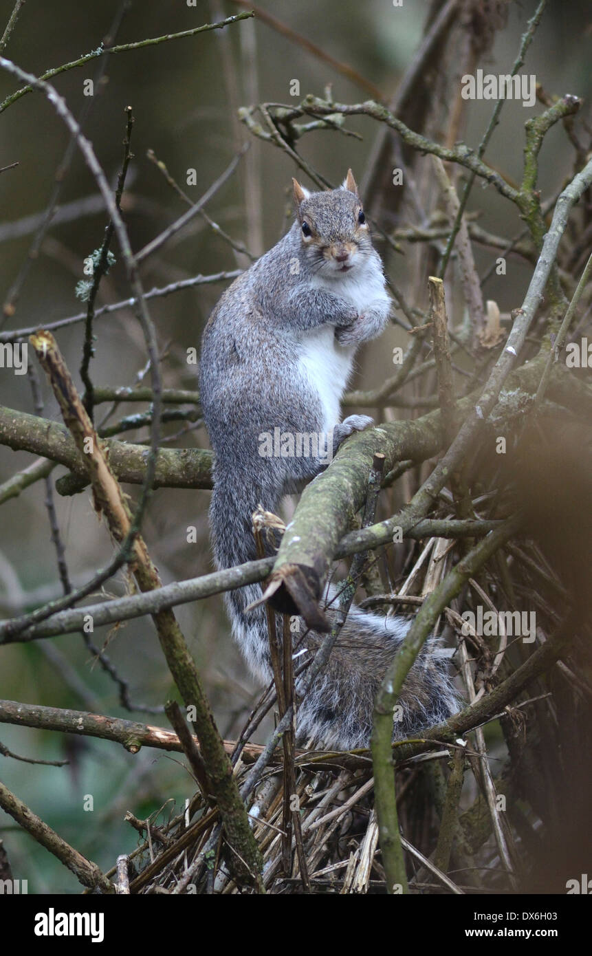 Eine graue Eichhörnchen in den Ästen eines Baumes UK Stockfoto
