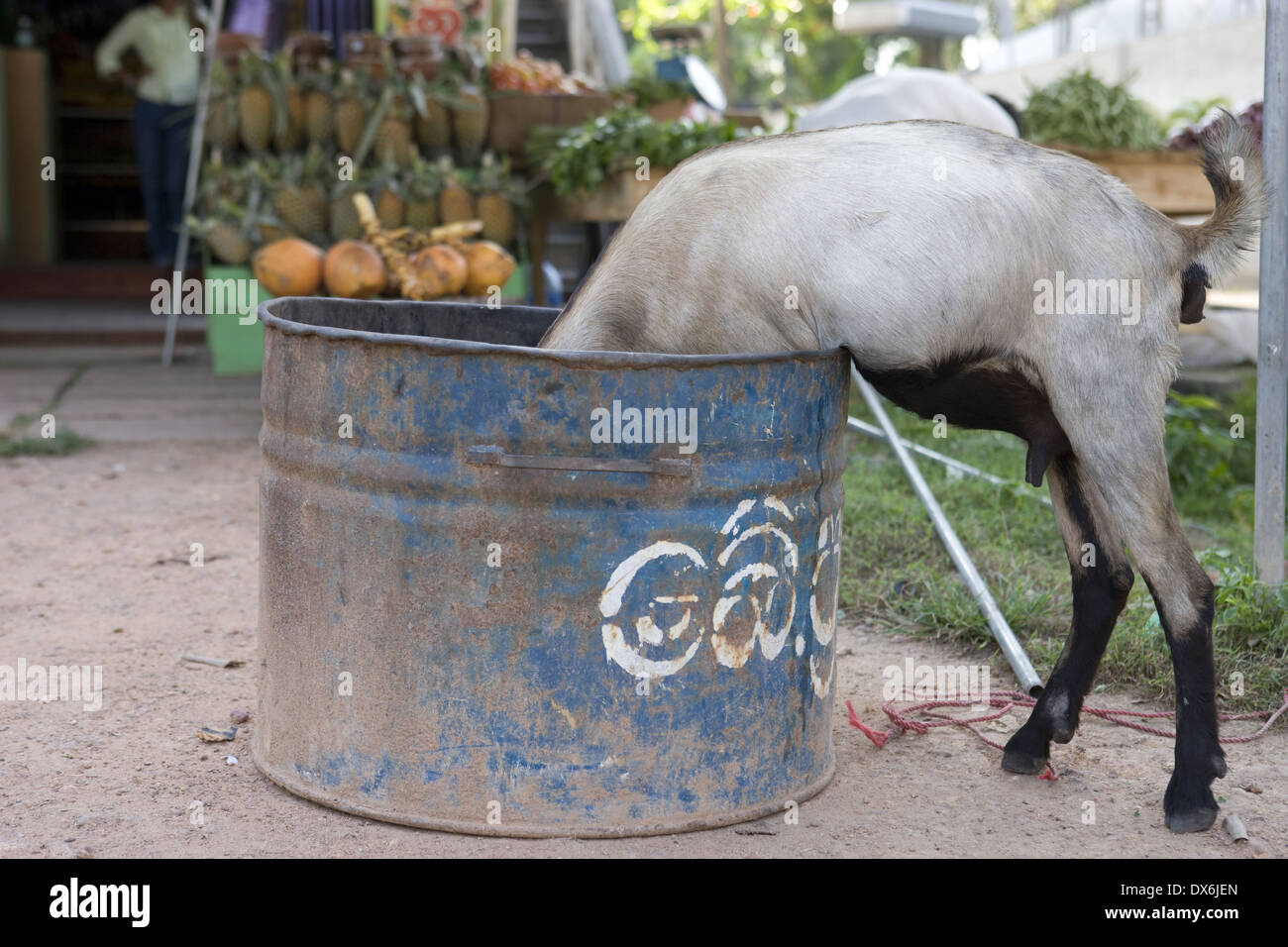 Ziege in den Müll, Sri Lanka Stockfoto