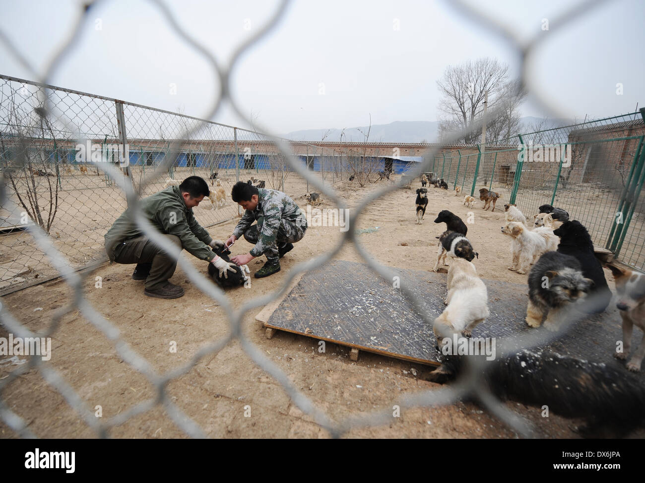 Taiyuan, China. 19. März 2014. Pflegenden geben eine Injektion mit einem Hund mit Hautkrankheiten in einem streunenden Hund Tierheim in Taiyuan, Hauptstadt der Provinz Nord-China Shanxi, 18. März 2014. Das Tierheim war Heimat für rund 300 Hunde streunen, als es von Hundeliebhabern im Jahr 2011 gegründet wurde. Jedoch ist es Schwierigkeiten, da die Anzahl der Streuner ständig auf dem Vormarsch ist. Bei weitem befinden sich mehr als 2.000 Hunde im Tierheim. Knappen Budgets für Gesundheit Pflege, Bacterin und Katzenfutter sind Druck auf die Besitzer, eine Lösung zu finden. Bildnachweis: Xinhua/Alamy Live-Nachrichten Stockfoto