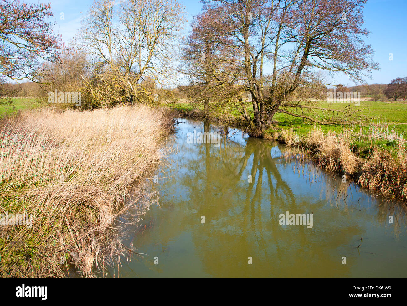 Grünlichen Wasser und Schilf in den Kanal der die River Deben in der Nähe von Easton, Suffolk, England Stockfoto