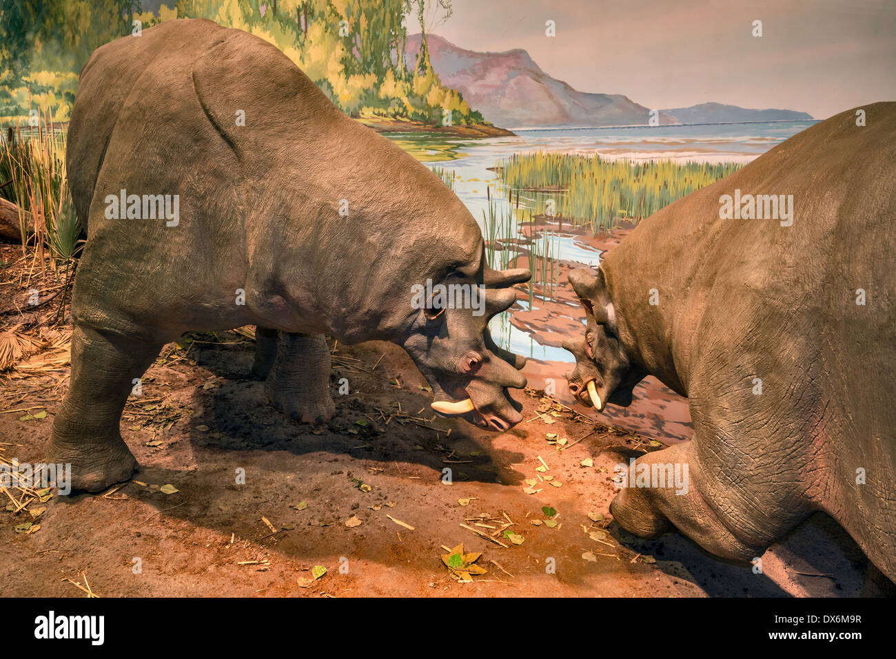 Funde, Eozän, Nachbau im Eozän Galerie, Utah Field House of State Park Naturkundemuseum, Vernal, Utah, USA Stockfoto