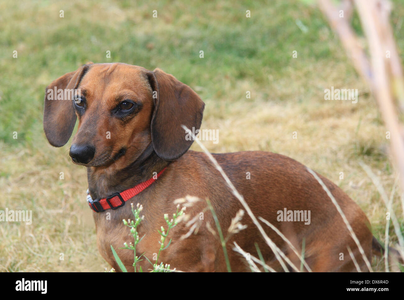 Wiener Hund Stockfotografie Alamy