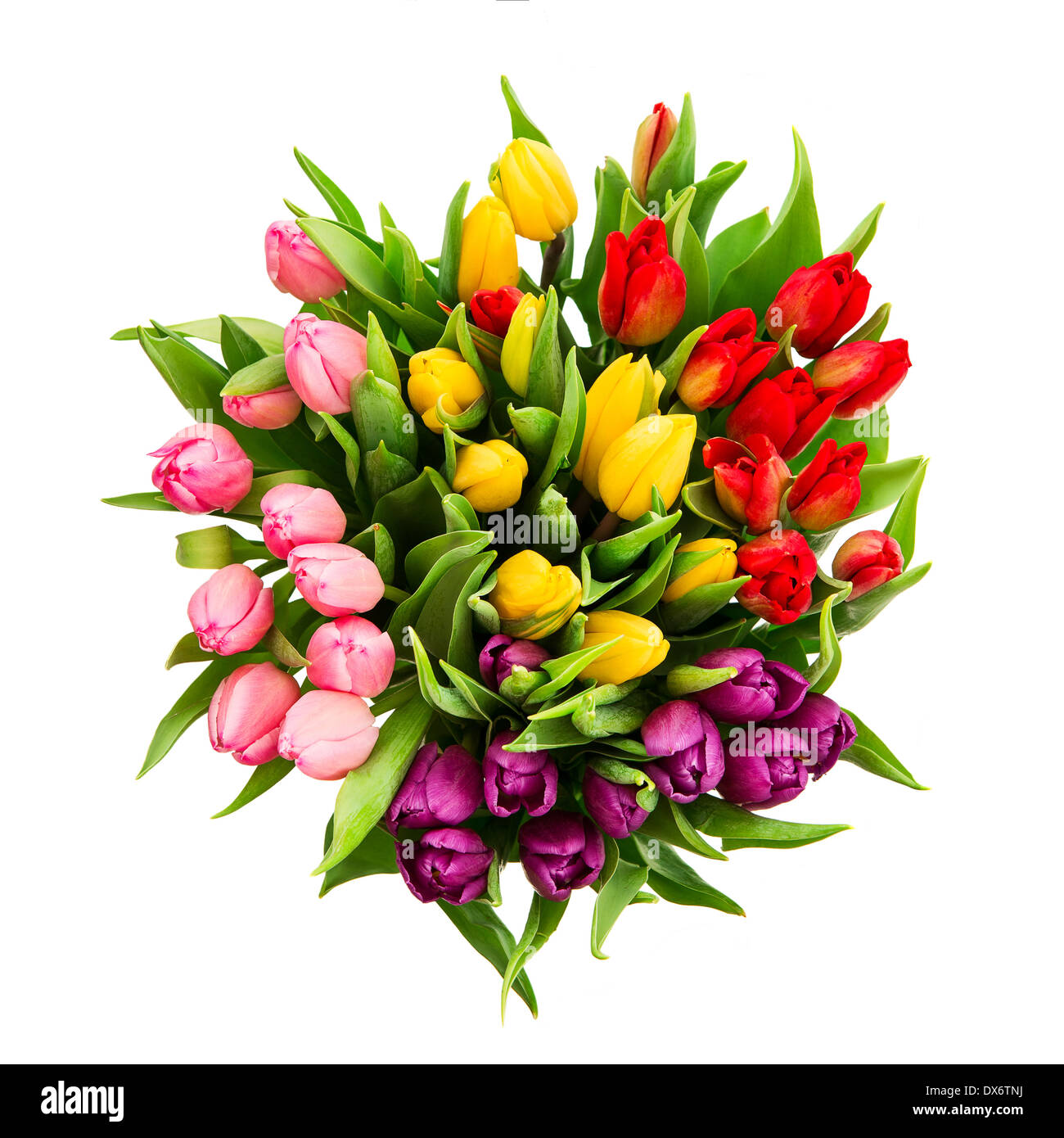 Blumenstrauß frisch mehrfarbige Tulpe isoliert auf weißem Hintergrund Stockfoto