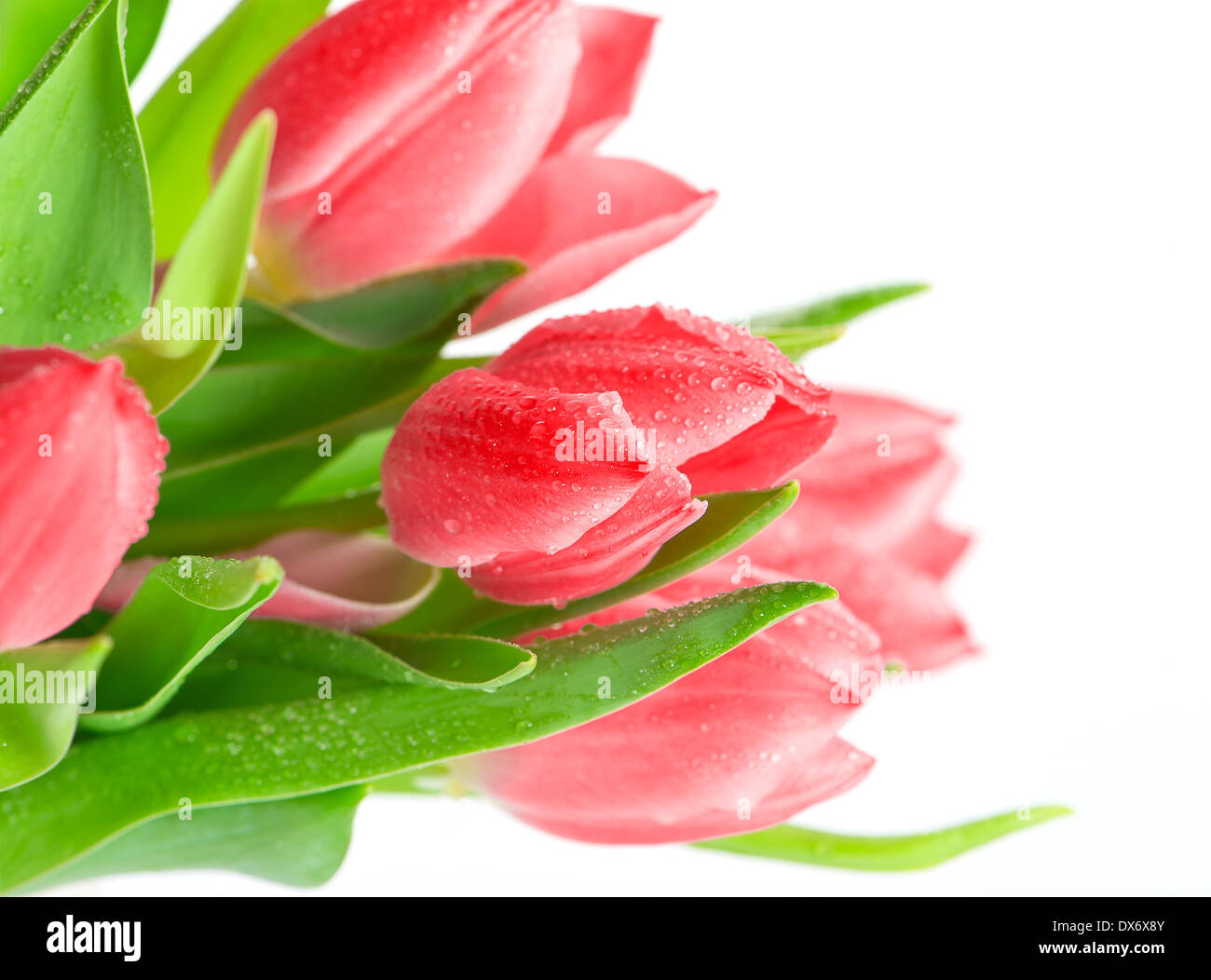 schöne rosa Tulpe Blüten mit Wassertropfen auf weißem Hintergrund Stockfoto
