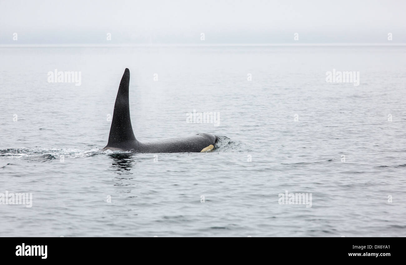 Ein großer männlicher Schwertwal (Orca). Stockfoto