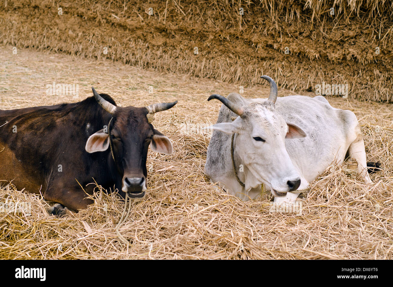 Indianerdorf Kühe, Kamar Para, Westbengalen, Indien Stockfoto