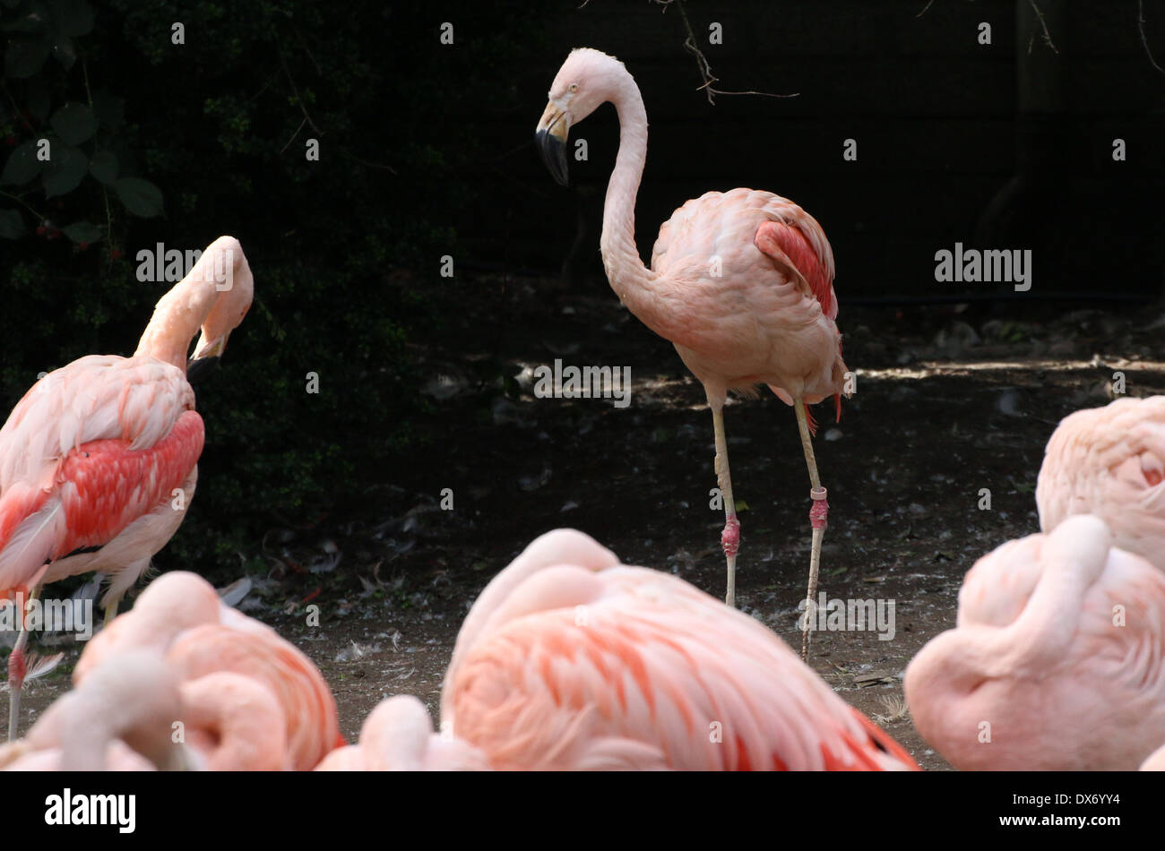 Chilenische Flamingos (Phoenicopterus Chilensis) im Emmen Zoo, Niederlande Stockfoto