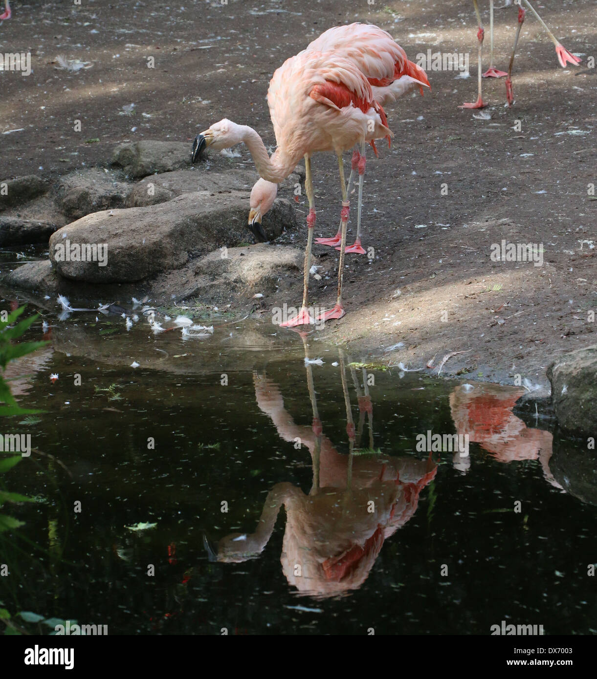 Chilenische Flamingos (Phoenicopterus Chilensis) im Emmen Zoo, Niederlande Stockfoto