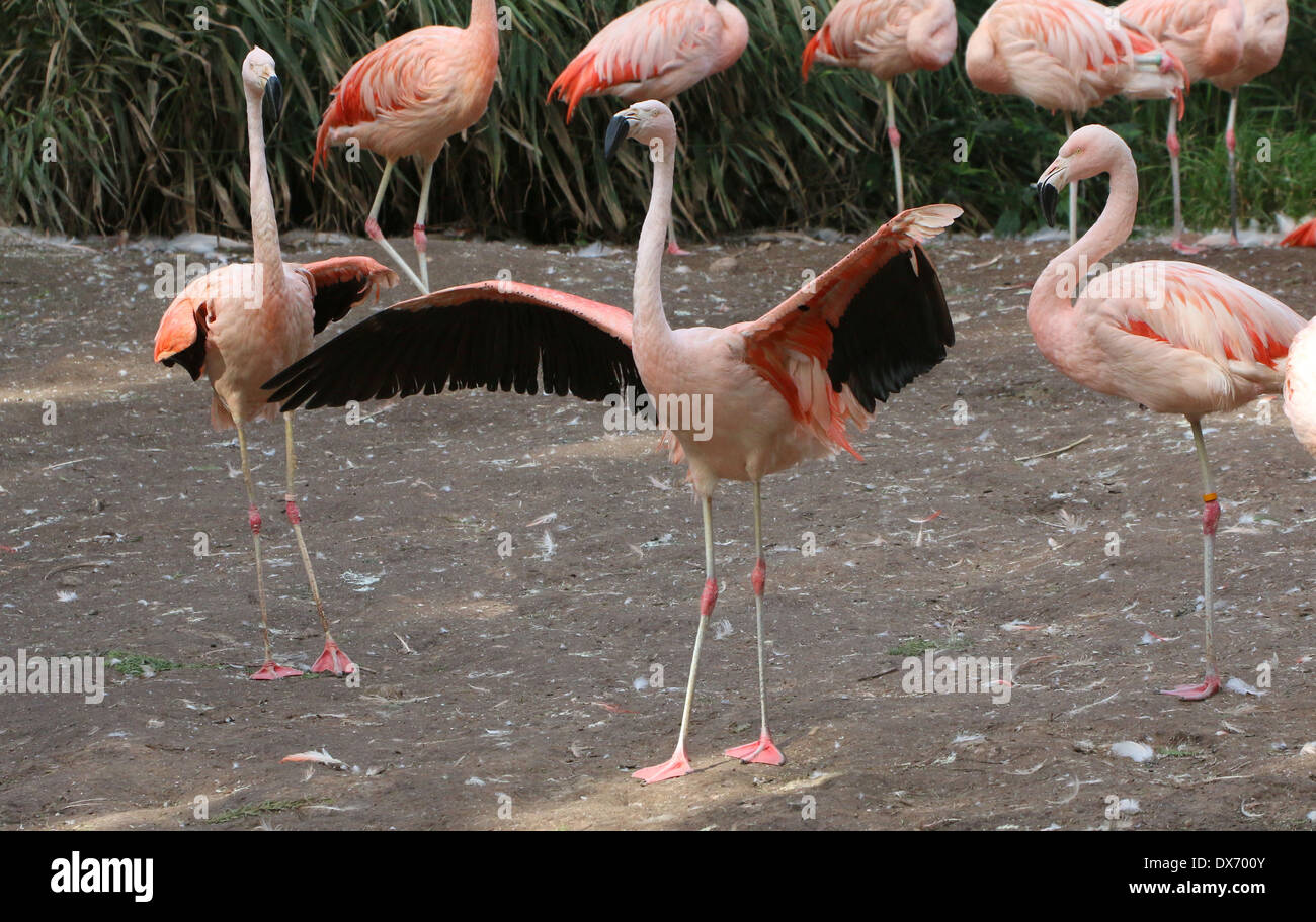 Chilenische Flamingos (Phoenicopterus Chilensis) im Emmen Zoo, Niederlande Stockfoto
