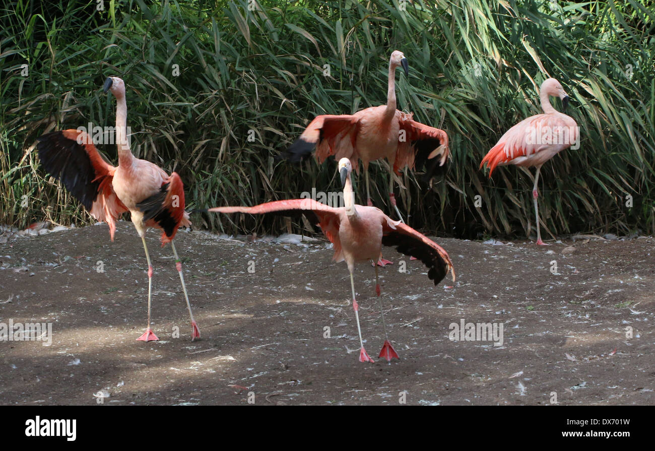 Tanzgruppe des chilenischen Flamingos (Phoenicopterus Chilensis) im Emmen Zoo, Niederlande Stockfoto