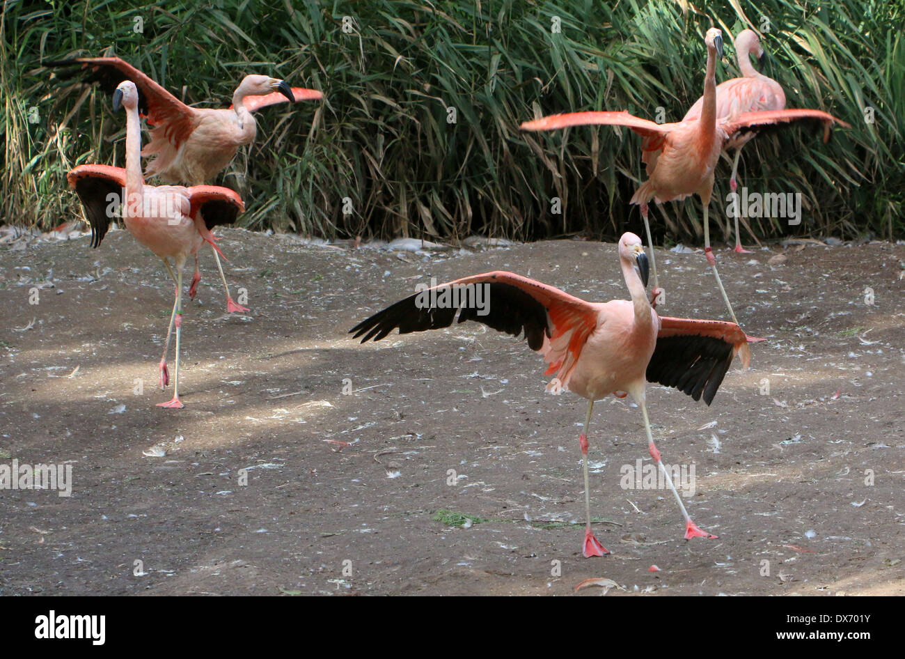 Tanzgruppe des chilenischen Flamingos (Phoenicopterus Chilensis) im Emmen Zoo, Niederlande Stockfoto