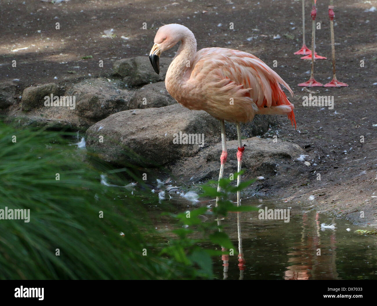 Chilenische Flamingos (Phoenicopterus Chilensis) im Emmen Zoo, Niederlande Stockfoto