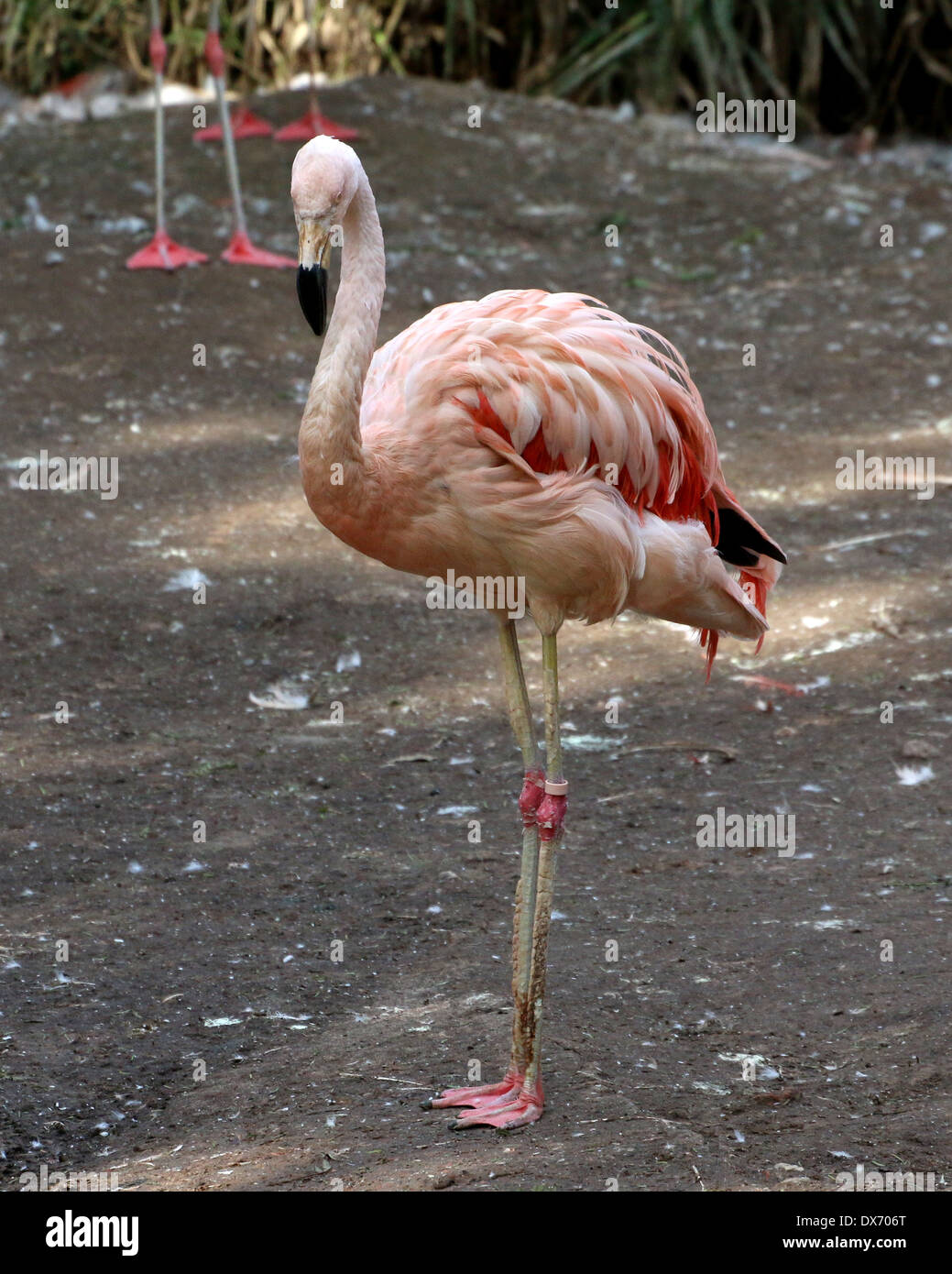 Chilenische Flamingos (Phoenicopterus Chilensis) im Emmen Zoo, Niederlande Stockfoto