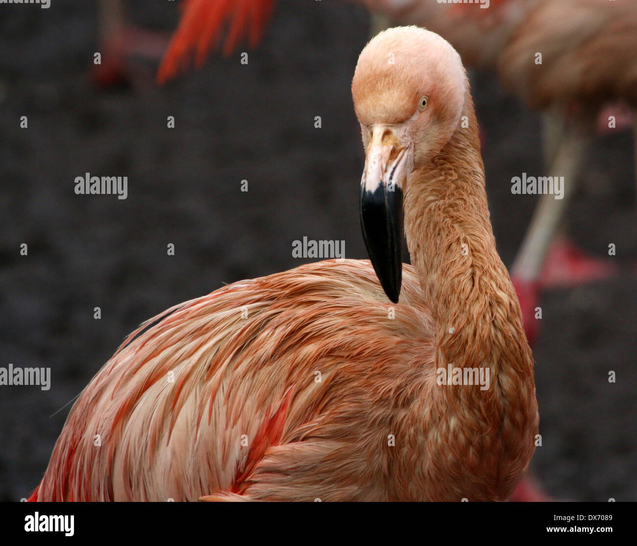 Chilenische Flamingos (Phoenicopterus Chilensis) im Emmen Zoo, Niederlande Stockfoto