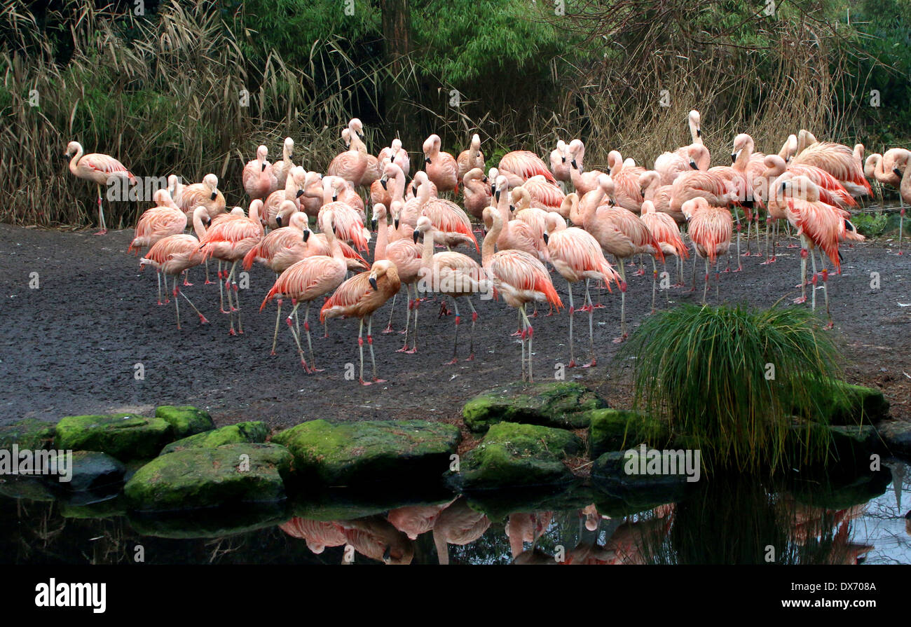 Große Herde von chilenischen Flamingos (Phoenicopterus Chilensis) im Emmen Zoo, Niederlande Stockfoto