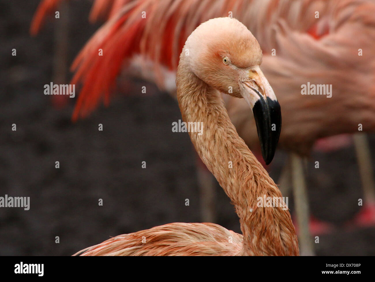 Chilenische Flamingos (Phoenicopterus Chilensis) im Emmen Zoo, Niederlande Stockfoto