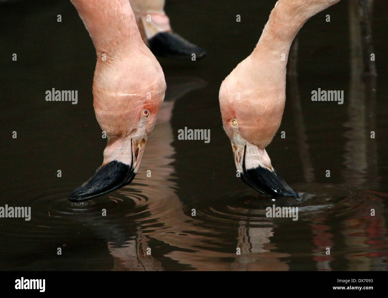 Trinken zwei chilenische Flamingos (Phoenicopterus Chilensis) im Emmen Zoo, Niederlande Stockfoto