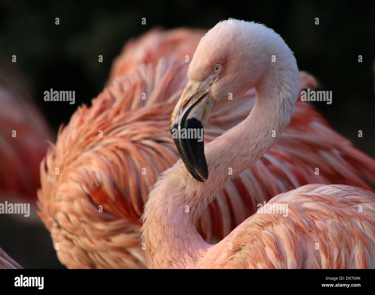 Chilenische Flamingos (Phoenicopterus Chilensis) im Emmen Zoo, Niederlande Stockfoto