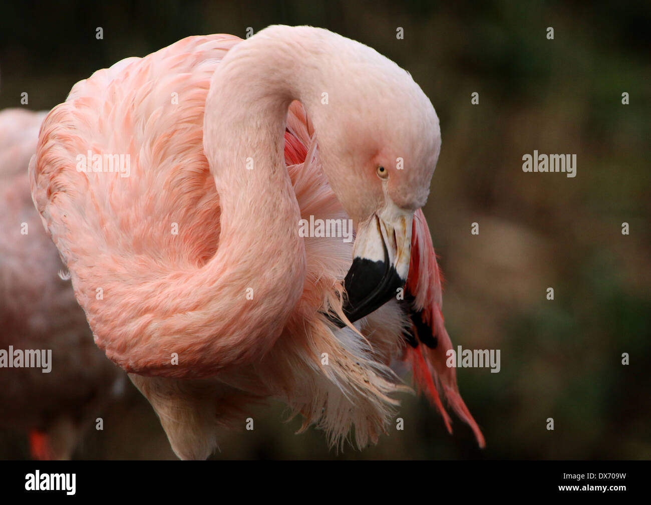 Chilenische Flamingos (Phoenicopterus Chilensis) im Emmen Zoo, Niederlande Stockfoto