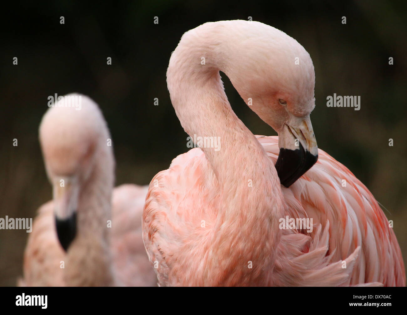 Gefiederpflege zwei chilenische Flamingos (Phoenicopterus Chilensis) im Emmen Zoo, Niederlande Stockfoto