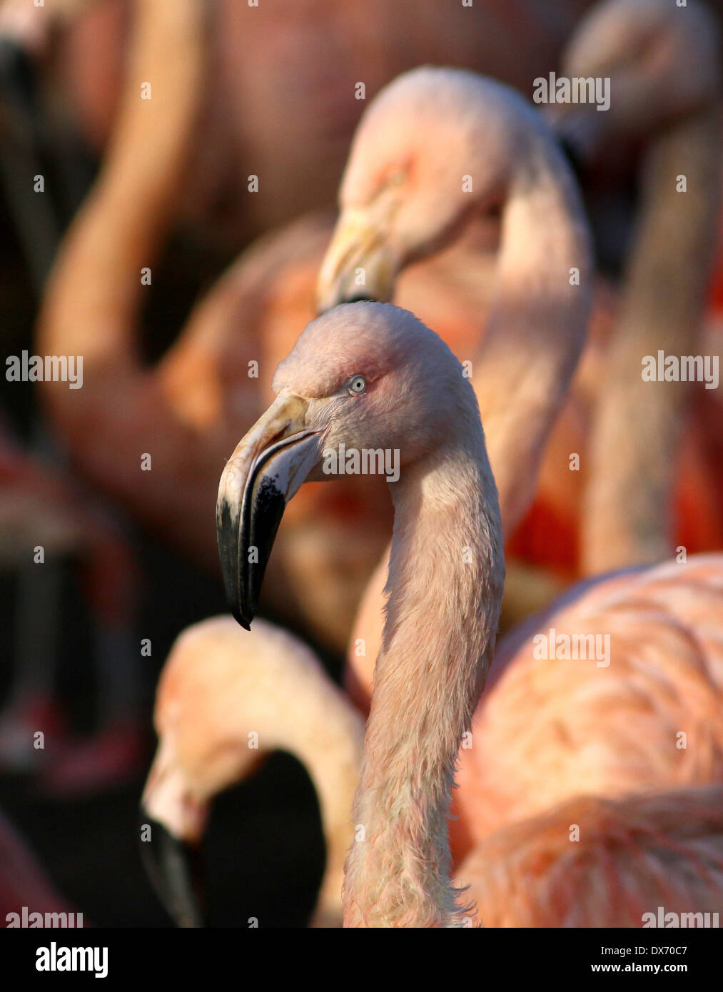 Chilenische Flamingos (Phoenicopterus Chilensis) im Emmen Zoo, Niederlande Stockfoto