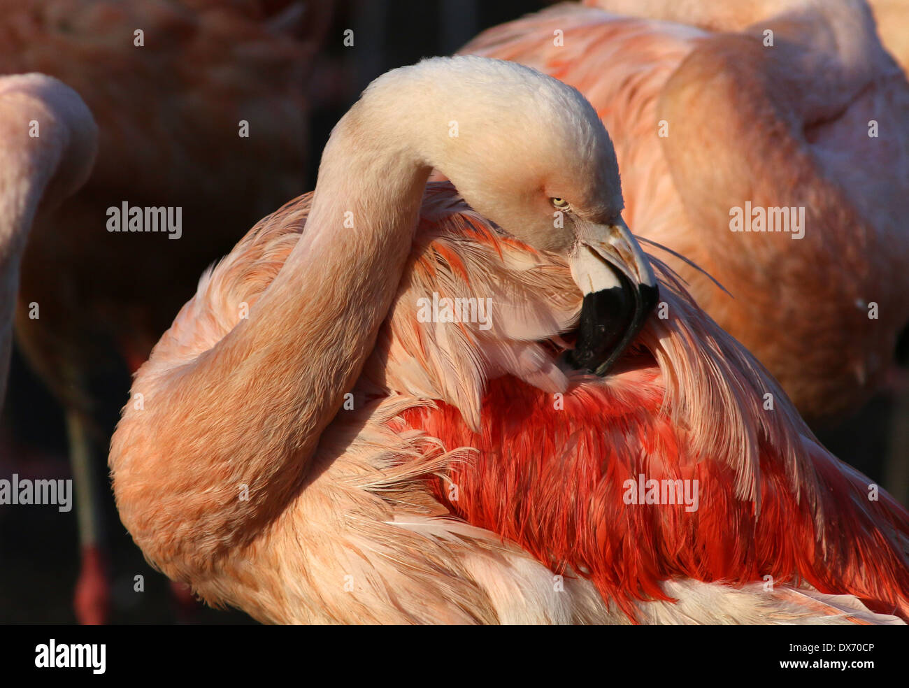 Putzen chilenische Flamingos (Phoenicopterus Chilensis) im Emmen Zoo, Niederlande Stockfoto
