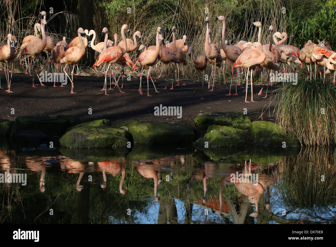 Große Gruppe von chilenischen Flamingos (Phoenicopterus Chilensis) im Emmen Zoo, Niederlande Stockfoto