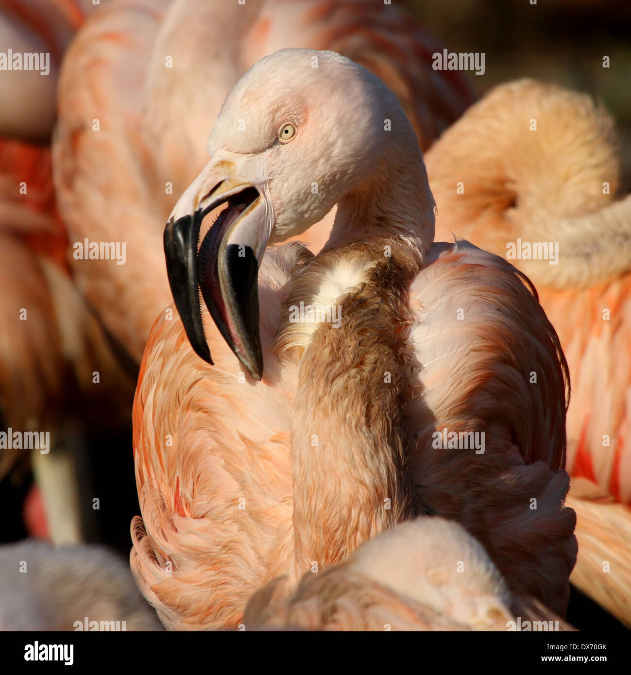 Nahaufnahme des chilenischen Flamingos (Phoenicopterus Chilensis) im Emmen Zoo, Niederlande Stockfoto