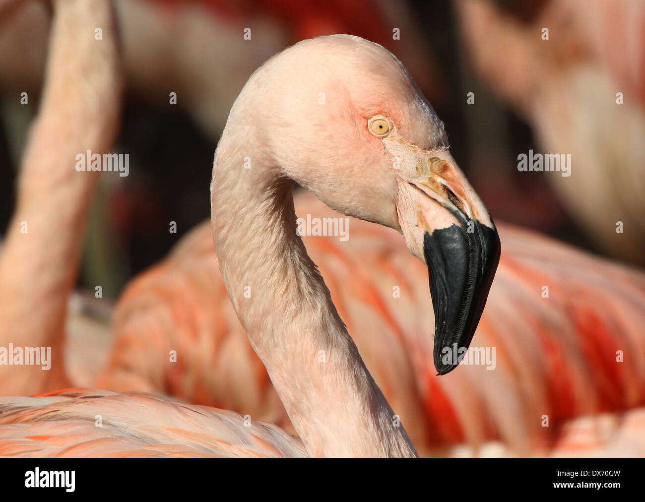 Nahaufnahme des chilenischen Flamingos (Phoenicopterus Chilensis) im Emmen Zoo, Niederlande Stockfoto