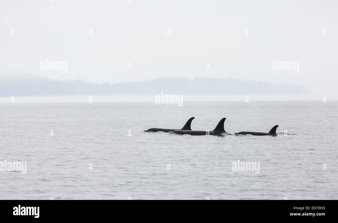 Eine Herde von Schwertwalen an einem nebligen, grauen, bewölkten Tag. Stockfoto
