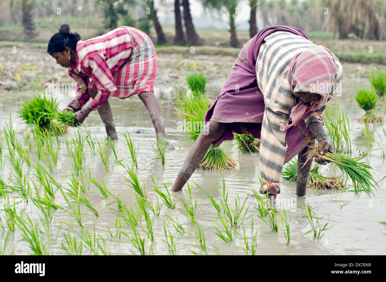 Reis Pflanzen, Kamar Para, Dist Bardhman West Bengal, Indien. Stockfoto