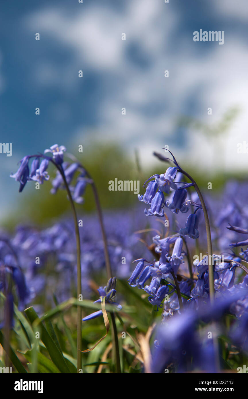 Glockenblumen (Hycinthoides non-Scripta) in voller Blüte für Banking-Seite im Frühjahr Stockfoto